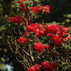  red flowers, copenhagen, session284