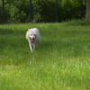 wolf, falster 2014, session448
