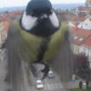 cinke bird fugl vindue window
