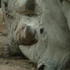  rhinoceros, zoo, session193