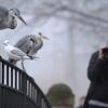 fishing heron, bird, alan, frederiksberg, winter, session504
