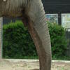  elefant, zoo, session193