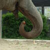  elefant, zoo, session193
