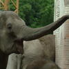  elefant, zoo, session193