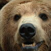  bear, zoo, session193