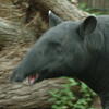  tapir, zoo, session193