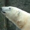  polar bear, zoo, session193