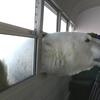 polar bear