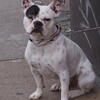 vesterbro4174 dog, københavn, copenhagen, session244