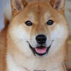 shiba inu, taiki, doge, animals