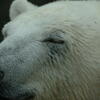  polar bear, zoo, session193