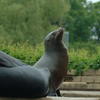  seal, zoo, session193