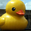 large one, rubberducks