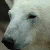  polar bear, zoo, session193