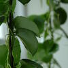 plante blade, misc 2