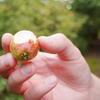 tiny apple, copenhagen, amager faelled, session390