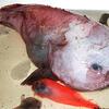 newsru, deep sea fish