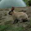  rabbit, zoo, session193