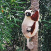 madagascar - Cocquerel Sifaka with baby Propithecus coquereli, Madagascar, places