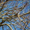 tree, møn, south sealand, weekend trip, session558