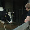  cow, zoo, session193