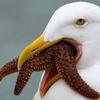 seagull octopus, humor