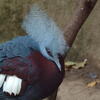  tropical bird, zoo, session193