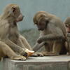  monkeys, zoo, session193