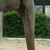  elefant, zoo, session193