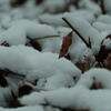 snow, snevejr, session113