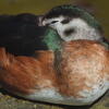  sleeping duck, zoo, halfmachine, session279