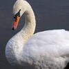 swan, sigma 105mm macro, session489