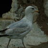  seagull, zoo, session193