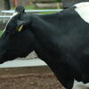  cow, zoo, session193