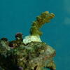 session3, martin, krois, akvarium, session076